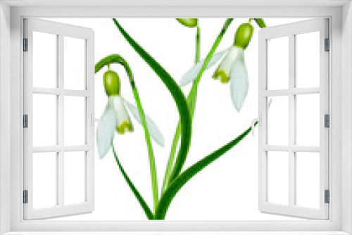 Fototapeta Naklejka Na Ścianę Okno 3D - spring flowers snowdrops isolated on white background