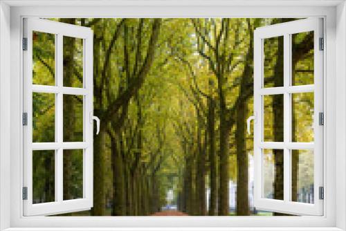 Fototapeta Naklejka Na Ścianę Okno 3D - A tree archway in brussels in autumn