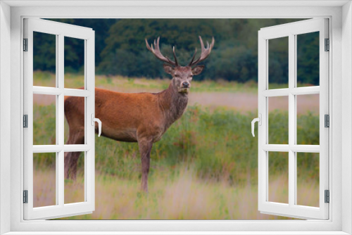 Fototapeta Naklejka Na Ścianę Okno 3D - Deer, horns