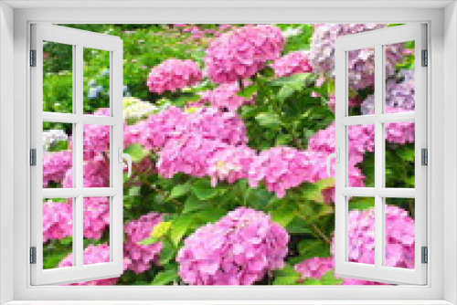 Fototapeta Naklejka Na Ścianę Okno 3D - 紫陽花咲く寺風景