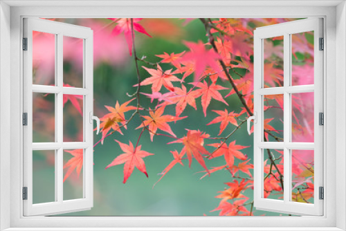 Fototapeta Naklejka Na Ścianę Okno 3D - Japanese maple leaves, selective focus