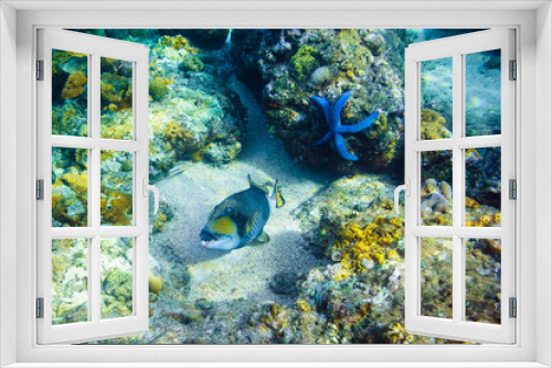 Fototapeta Naklejka Na Ścianę Okno 3D - beautiful corals and fish