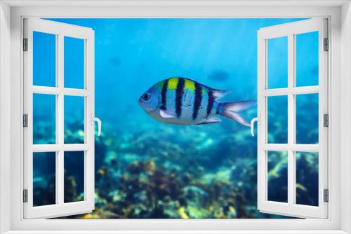 Fototapeta Naklejka Na Ścianę Okno 3D - beautiful fish