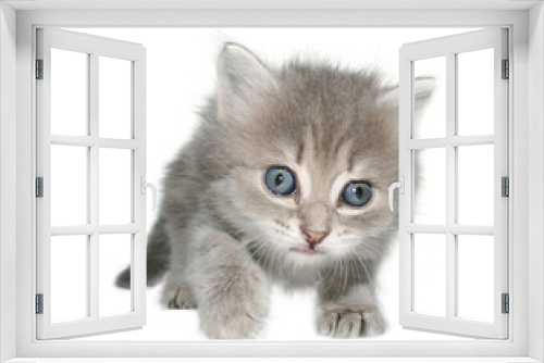 Fototapeta Naklejka Na Ścianę Okno 3D - Small kitten on a white background.