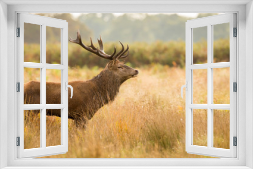 Fototapeta Naklejka Na Ścianę Okno 3D - Red Deer Stag
Large red deer stag standing in the autumn grassland