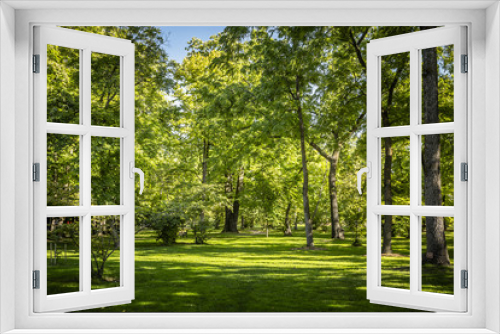 Fototapeta Naklejka Na Ścianę Okno 3D - Forest Park Landscape