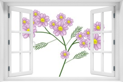 Fototapeta Naklejka Na Ścianę Okno 3D - Blossoming of Pink Yarrow Flowers or Achillea Millefolium Flowers