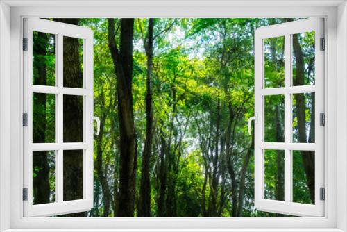Fototapeta Naklejka Na Ścianę Okno 3D - forest tree