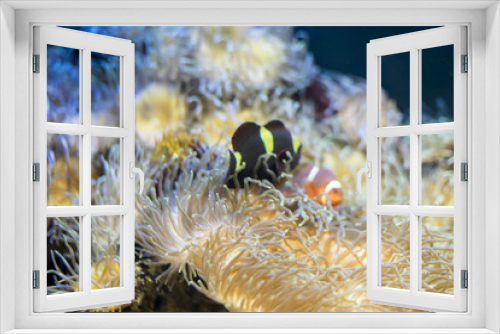 Fototapeta Naklejka Na Ścianę Okno 3D - travel, clownfish in coral bank in the sea