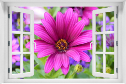 Fototapeta Naklejka Na Ścianę Okno 3D - Blume
