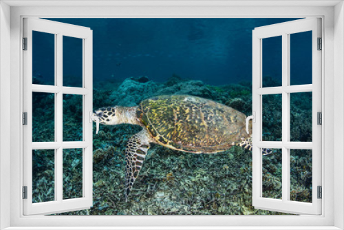 Fototapeta Naklejka Na Ścianę Okno 3D - Hawksbill Turtle in Tropical Pacific