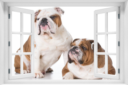 Fototapeta Naklejka Na Ścianę Okno 3D - two dogs