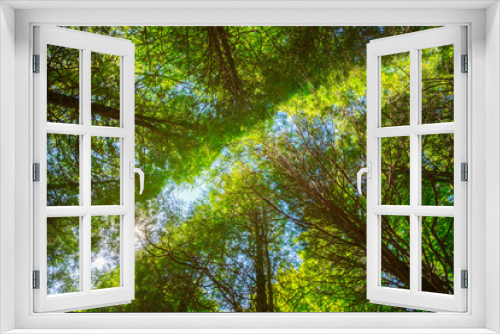 Fototapeta Naklejka Na Ścianę Okno 3D - Summer Sun Shining Through Canopy Of Tall Trees. Upper Branches 
