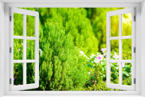 Fototapeta Naklejka Na Ścianę Okno 3D - nolfolk island pine