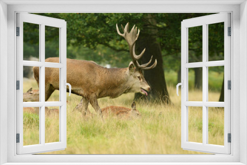 Fototapeta Naklejka Na Ścianę Okno 3D - Red Deer - Rut Time.