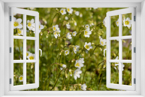 Fototapeta Naklejka Na Ścianę Okno 3D - Flower saxifrage
