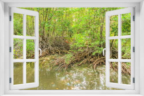 Fototapeta Naklejka Na Ścianę Okno 3D - Mangrove trees in tropical forest