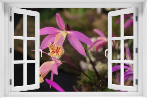 Fototapeta Naklejka Na Ścianę Okno 3D - Violette Tibetorchidee