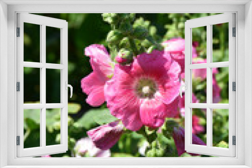 Fototapeta Naklejka Na Ścianę Okno 3D - Hollyhock flower. Flower. Flower in the garden