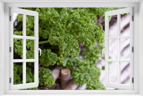 Fototapeta Naklejka Na Ścianę Okno 3D - parsley growing in the  farm