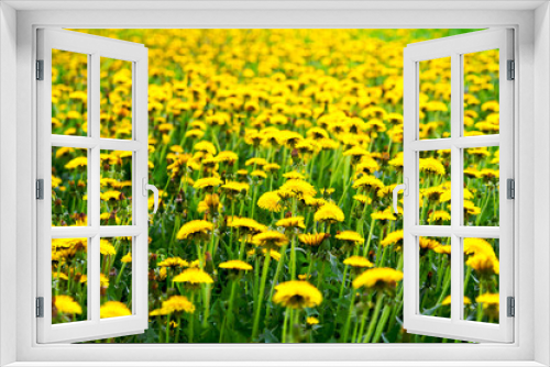 Fototapeta Naklejka Na Ścianę Okno 3D - Meadow with yellow dandelions