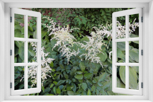 Fototapeta Naklejka Na Ścianę Okno 3D - White apical inflorescence Astilbe, family saxifrage