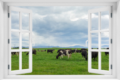 Fototapeta Naklejka Na Ścianę Okno 3D - Cows grazing on a green meadow
