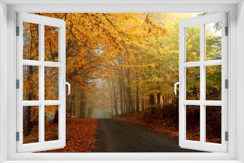 Fototapeta Naklejka Na Ścianę Okno 3D - Autumn colors in misty forest
