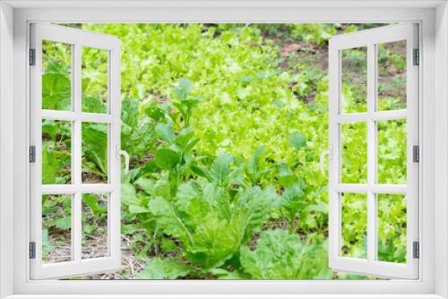 Fototapeta Naklejka Na Ścianę Okno 3D - field of green lettuce