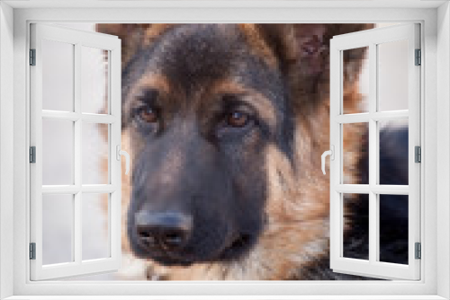 Fototapeta Naklejka Na Ścianę Okno 3D - Cute german shepherd dog posing