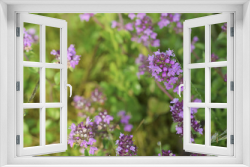 Fototapeta Naklejka Na Ścianę Okno 3D - Thymus with flowers