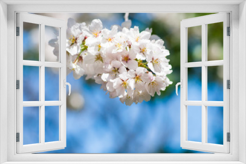 Fototapeta Naklejka Na Ścianę Okno 3D - japanese sakura flower,cherry blossom