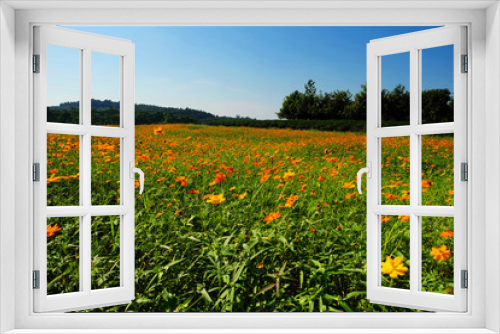 Fototapeta Naklejka Na Ścianę Okno 3D - Cosmos Flower Feild, Chiang Rai, Thailand