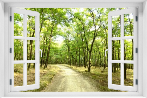 Fototapeta Naklejka Na Ścianę Okno 3D - Road in deciduous forest