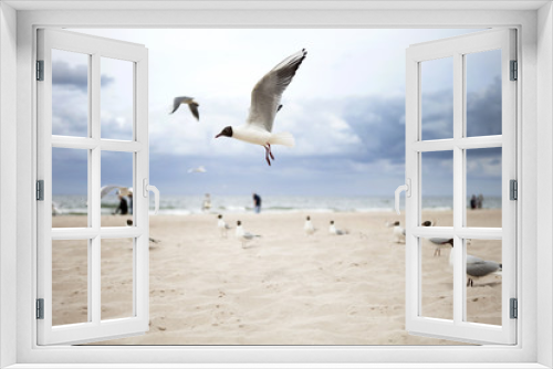 Fototapeta Naklejka Na Ścianę Okno 3D - Mewy nad morzem