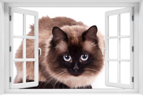 Fototapeta Naklejka Na Ścianę Okno 3D - Portrait of a Siamese cat