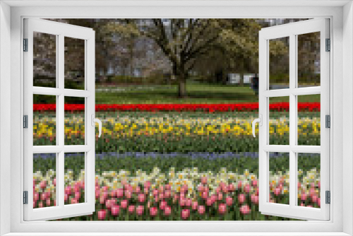 Fototapeta Naklejka Na Ścianę Okno 3D - tulip field in North Holland during spring