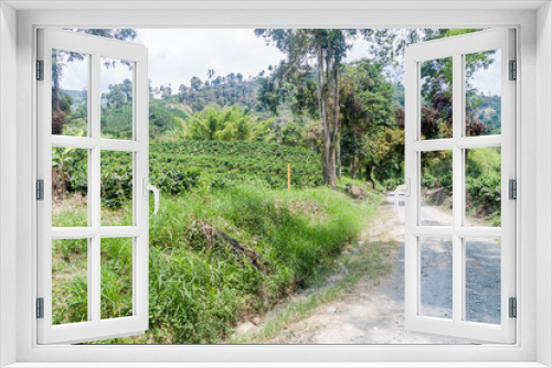 Fototapeta Naklejka Na Ścianę Okno 3D - Road through coffee plantantions near Manizales, Colombia