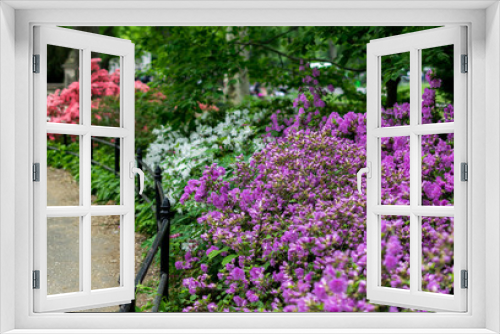 Fototapeta Naklejka Na Ścianę Okno 3D - New York City Central Park Spring Flowers
