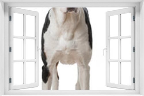 Fototapeta Naklejka Na Ścianę Okno 3D - Mischlingshund