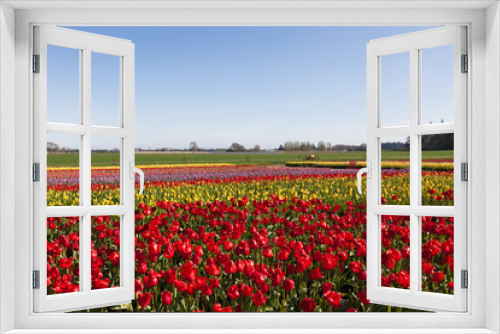 Fototapeta Naklejka Na Ścianę Okno 3D - Tulip Farm