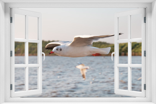 Fototapeta Naklejka Na Ścianę Okno 3D - White seagull flying over sea.