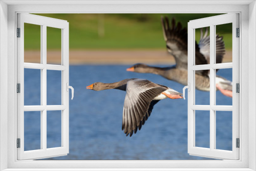 Fototapeta Naklejka Na Ścianę Okno 3D - Greylag Goose, goose