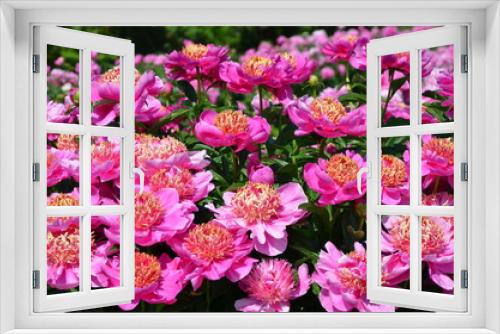 Fototapeta Naklejka Na Ścianę Okno 3D - Many pink peony flowers in the garden 