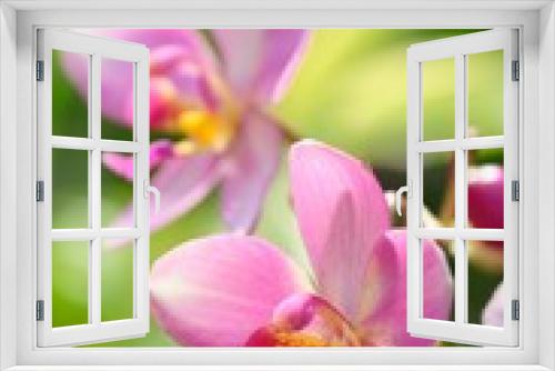 Fototapeta Naklejka Na Ścianę Okno 3D - Pink orchid