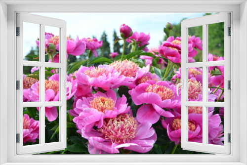 Fototapeta Naklejka Na Ścianę Okno 3D - Beautiful pink peony flower 