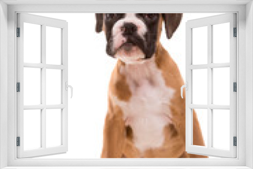 Fototapeta Naklejka Na Ścianę Okno 3D - Beautiful boxer puppy