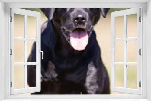 Fototapeta Naklejka Na Ścianę Okno 3D - Black labrador retriever