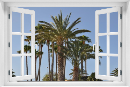 Fototapeta Naklejka Na Ścianę Okno 3D - Palmen auf Lanzarote