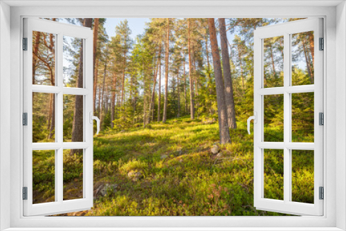 Fototapeta Naklejka Na Ścianę Okno 3D - Finnish forest at summer